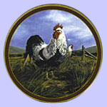 Silver Penciled Rock Plate - Trevor Swanson - Rooster Plate - Kings of The Roost - Islandia